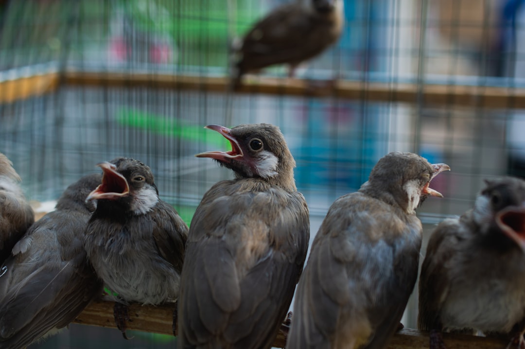 Beli Burung, Dapat Pahala atau Gharar?