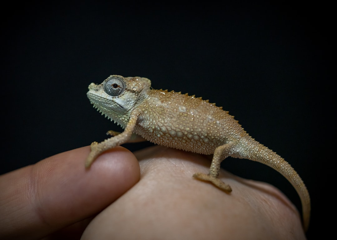 Bisnis Reptil Boleh Nggak Sih?